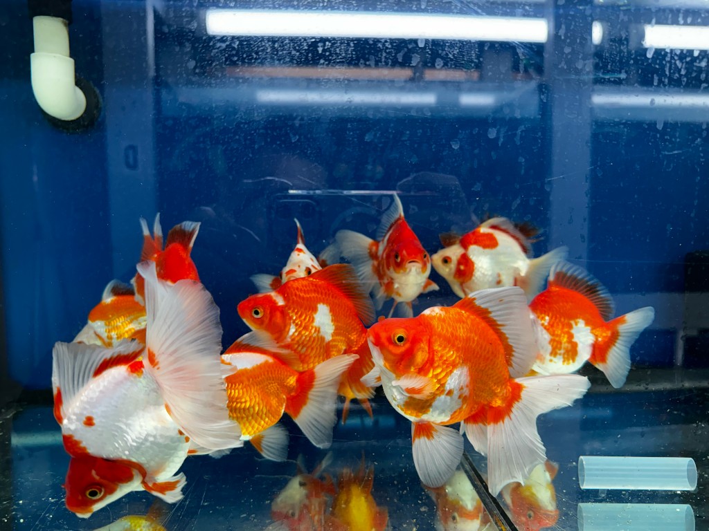 Goldfish display aquarium