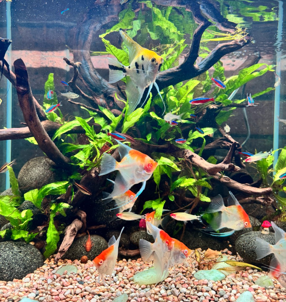 Tropical community aquarium